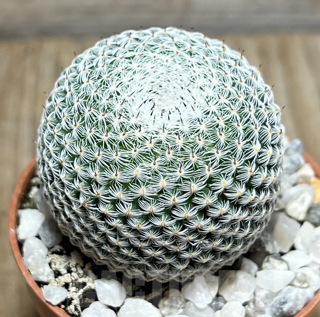 SHPR23961 Mammillaria microthele v. superfina