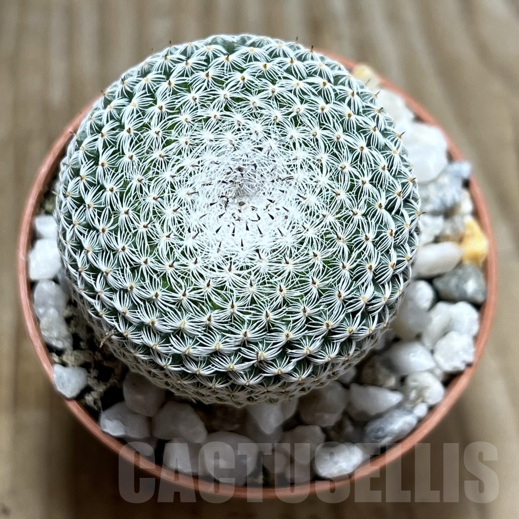 SHPR23961 Mammillaria microthele v. superfina - Image 2