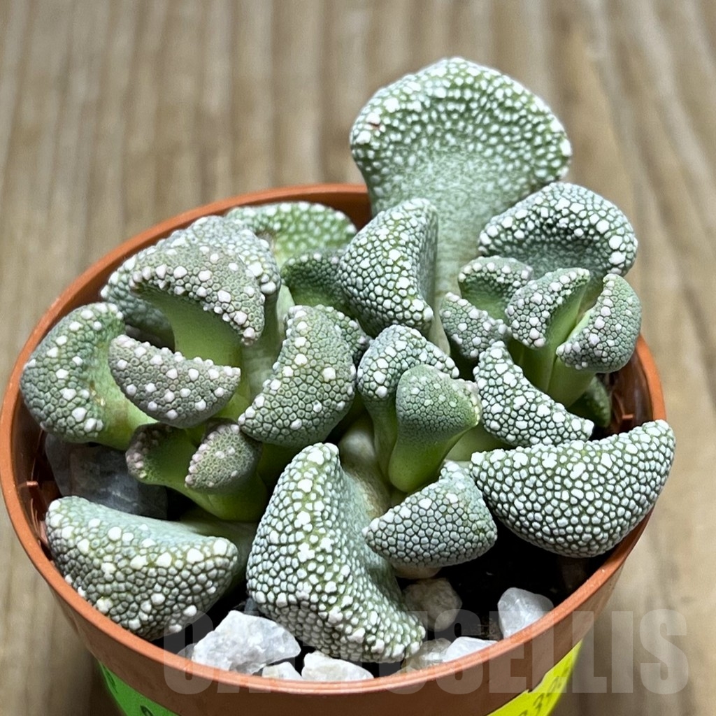 SHPR23963 Aloinopsis villetii