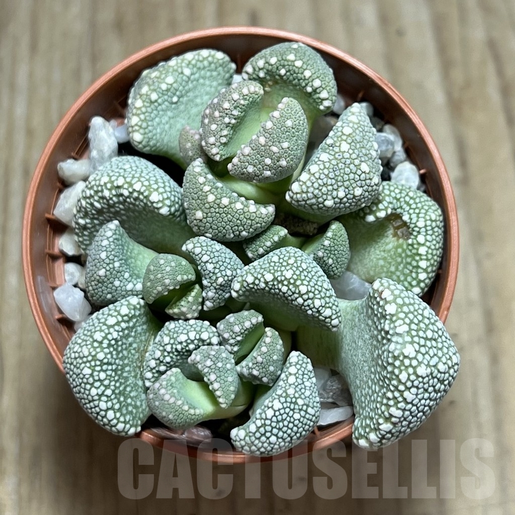 SHPR23963 Aloinopsis villetii - Image 2