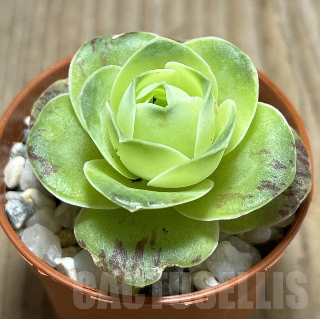 SHPR23964 Greenovia diplocycla