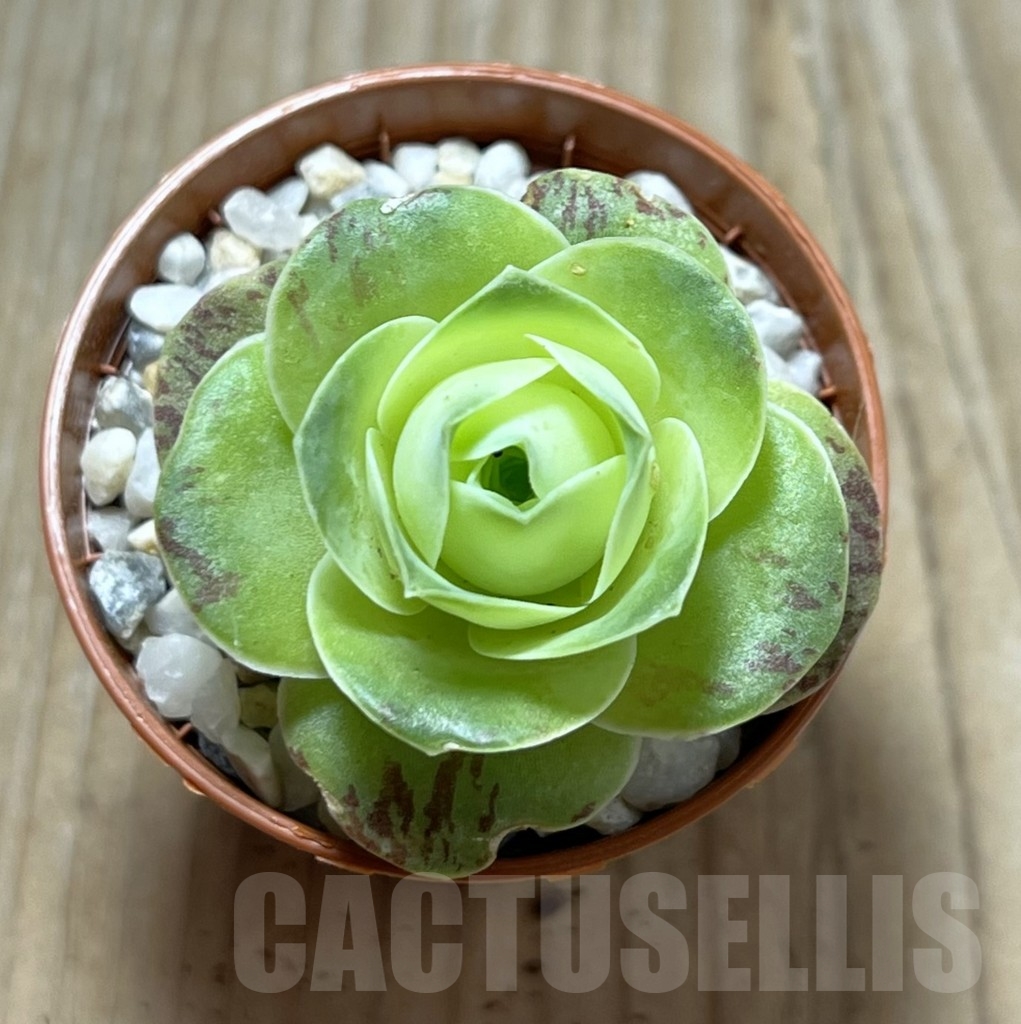 SHPR23964 Greenovia diplocycla - Image 2