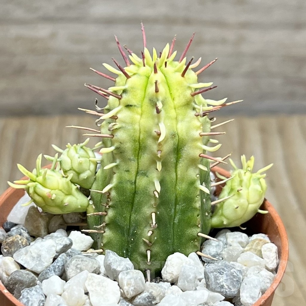 SHPR23965 Euphorbia aggregata f. variegata