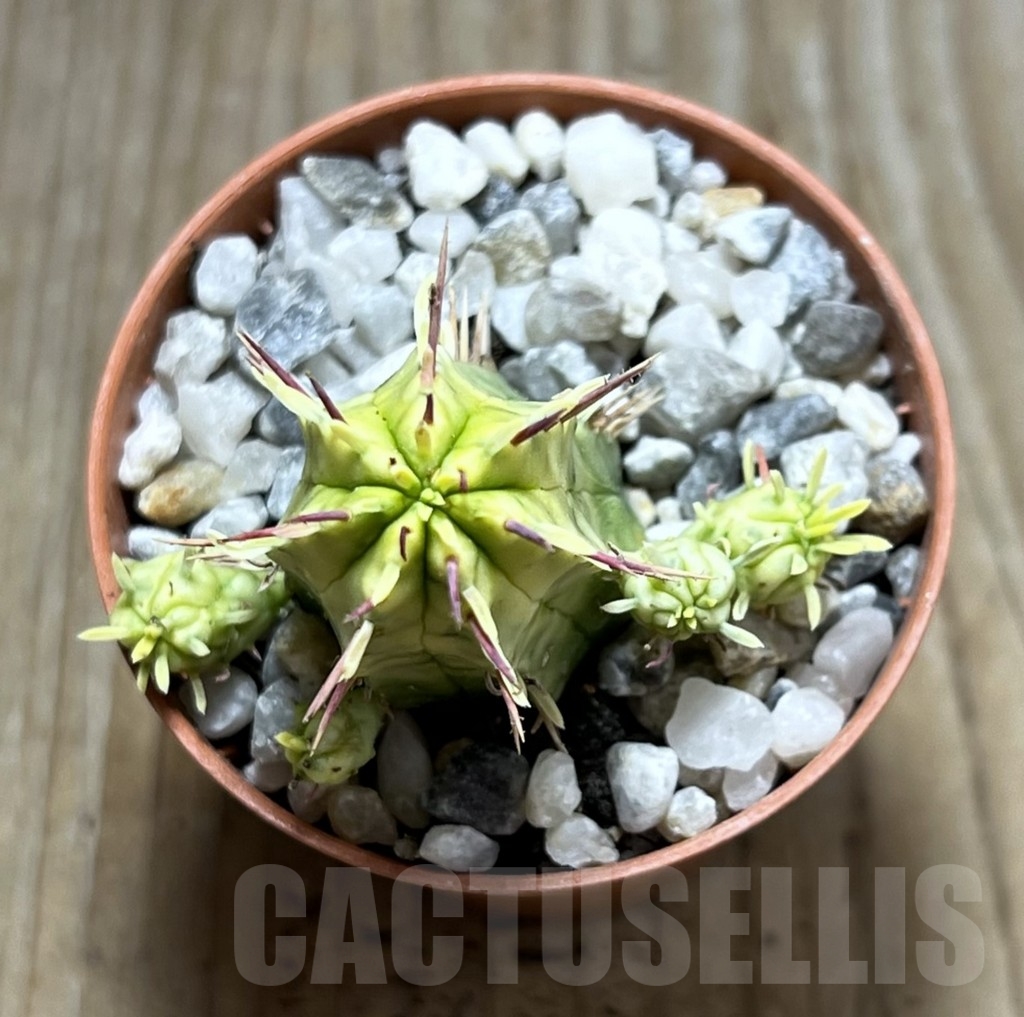 SHPR23965 Euphorbia aggregata f. variegata - Image 2