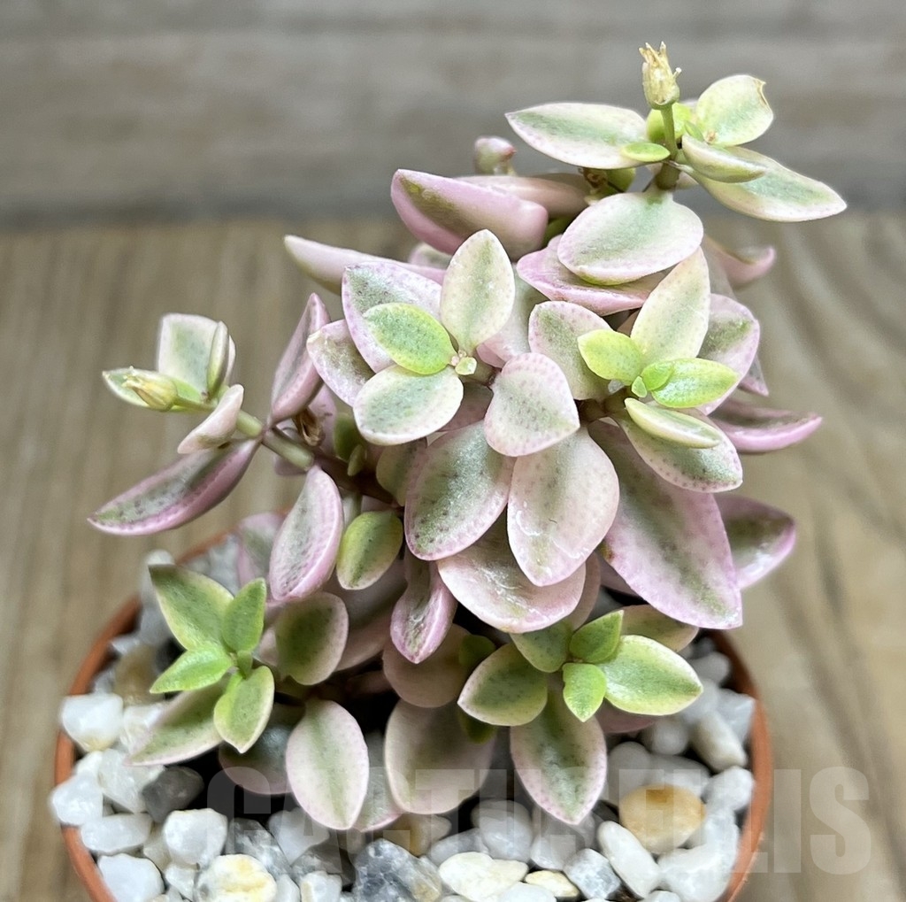 SHPR23966 Crassula volkensii f. variegata