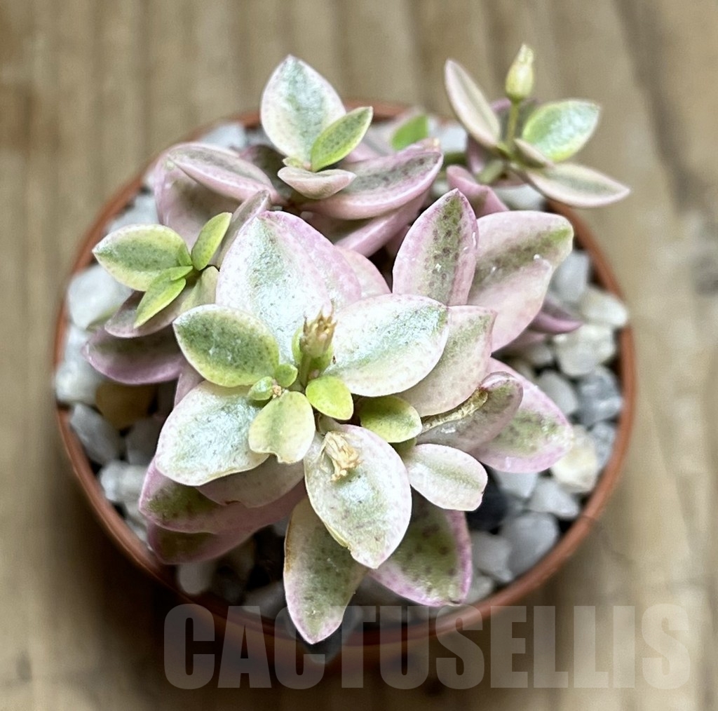SHPR23966 Crassula volkensii f. variegata - immagine 2