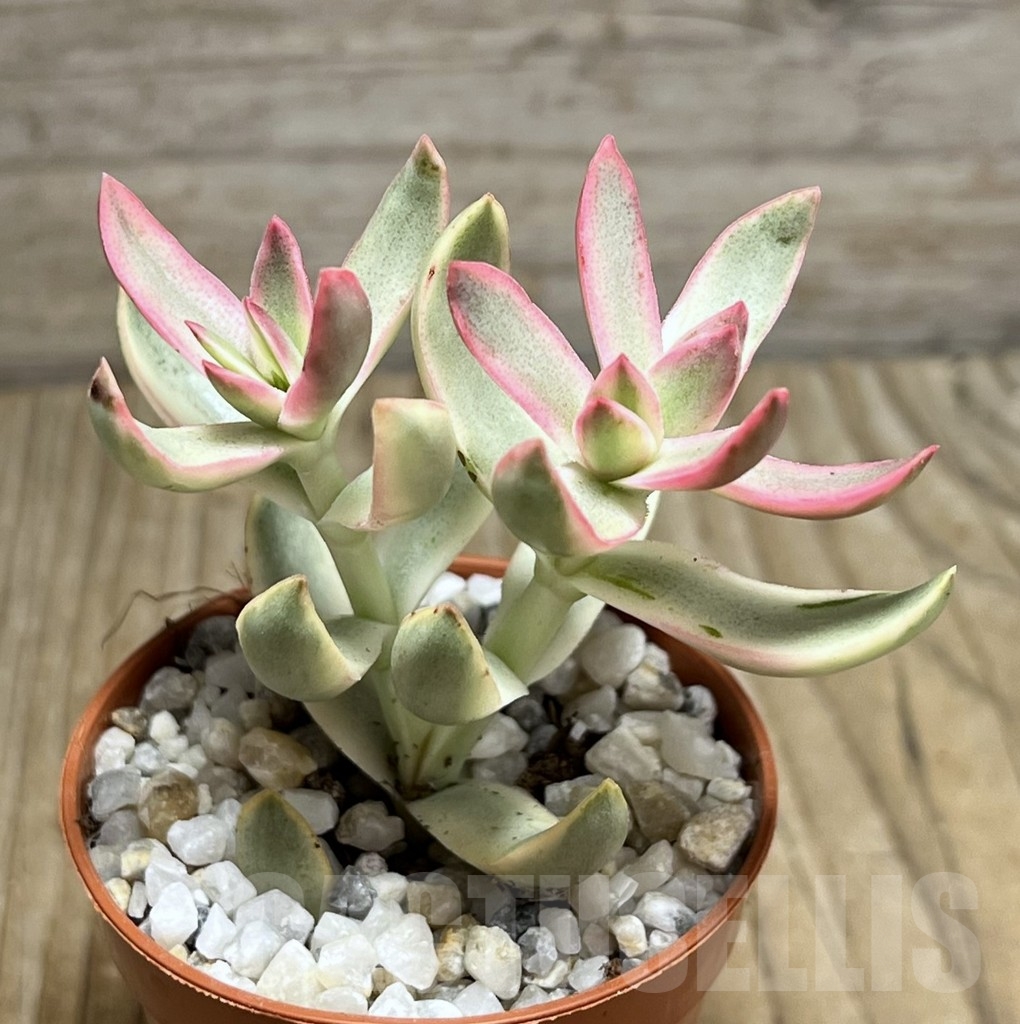 SHPR23969 Crassula rubricaulis 'Candy Cane'
