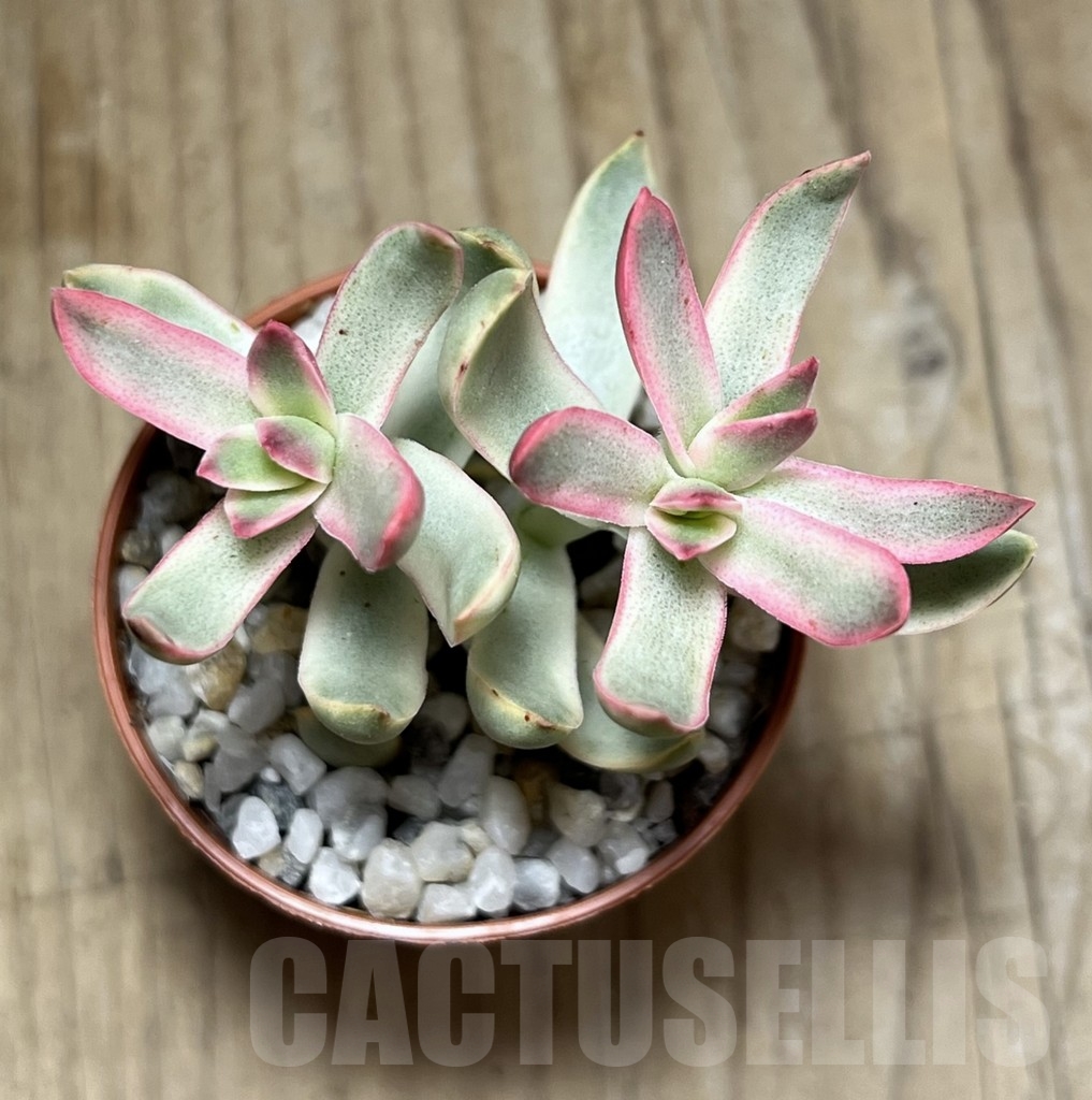 SHPR23969 Crassula rubricaulis 'Candy Cane' - Image 2