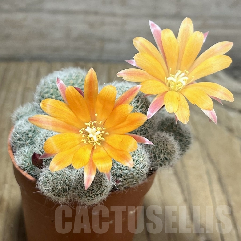 SHPR23970 Rebutia heliosa 'Sunrise'