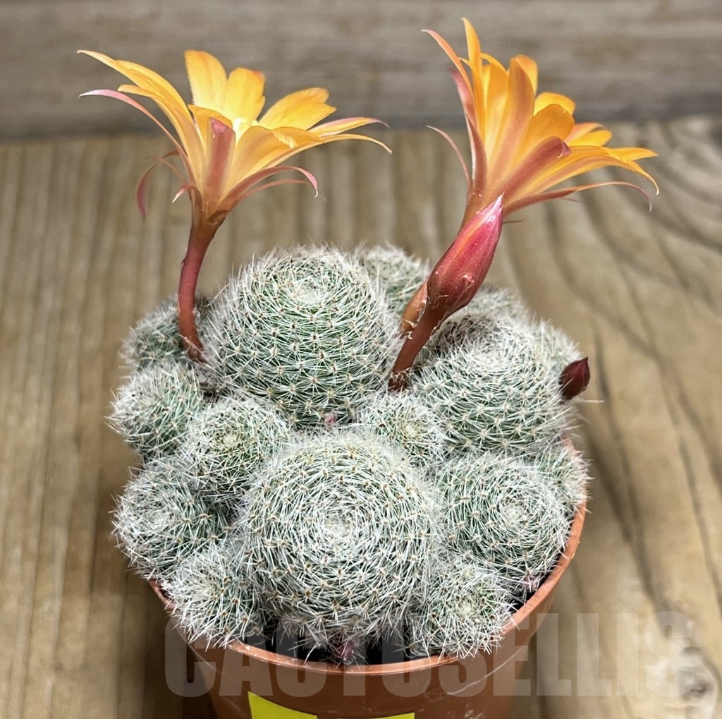 SHPR23970 Rebutia heliosa 'Sunrise' - Image 2