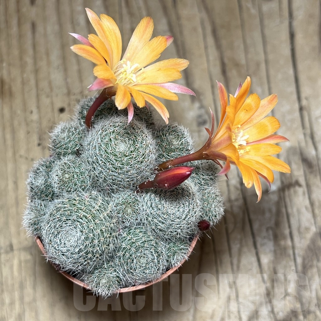 SHPR23970 Rebutia heliosa 'Sunrise' - Image 3