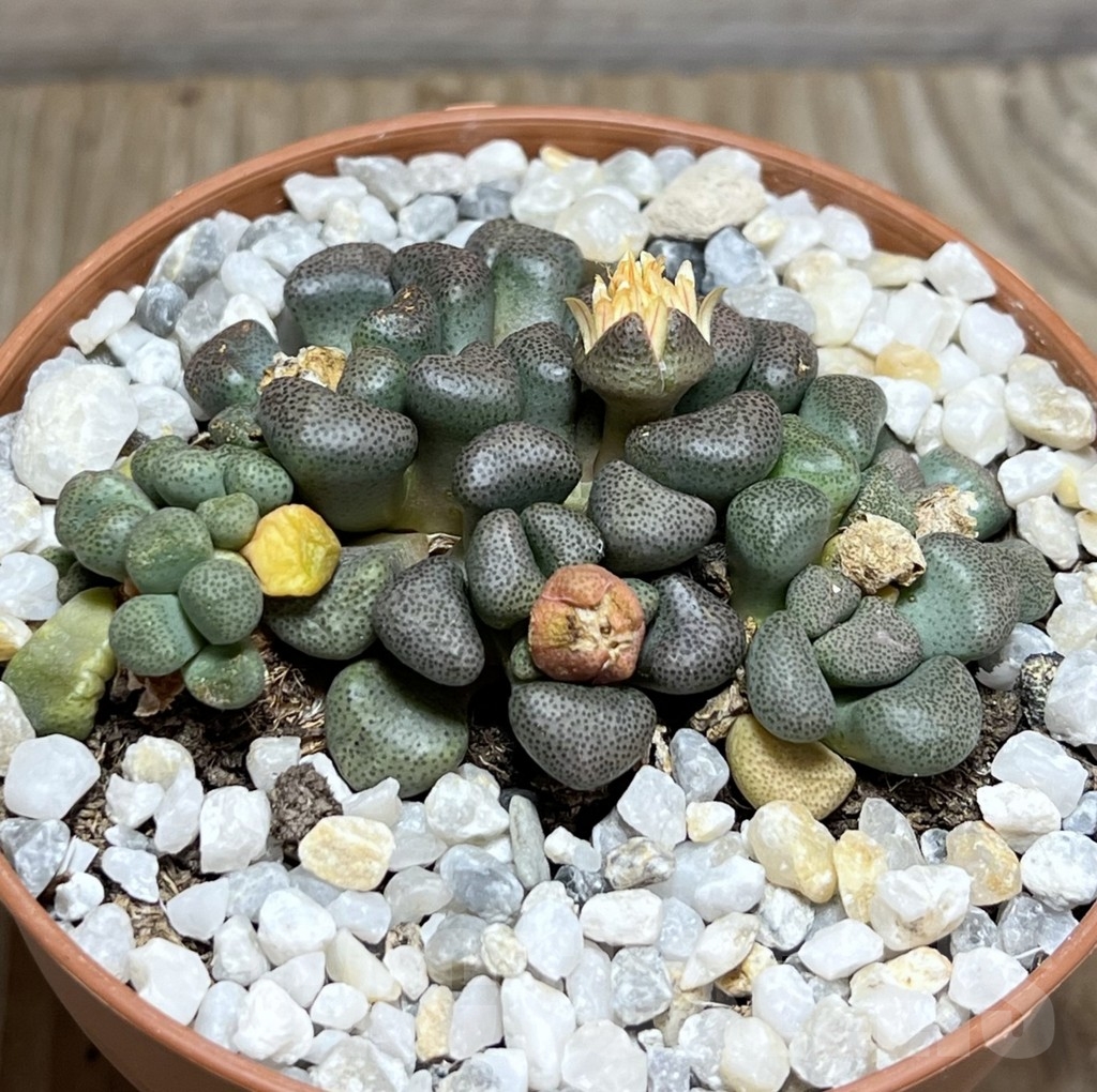 SHPR23973 Aloinopsis schooneesii