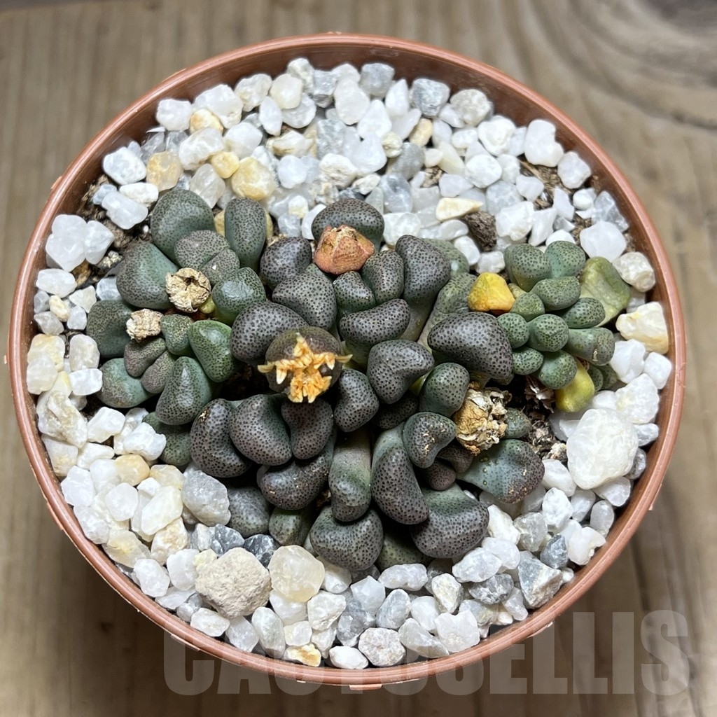 SHPR23973 Aloinopsis schooneesii - Image 2