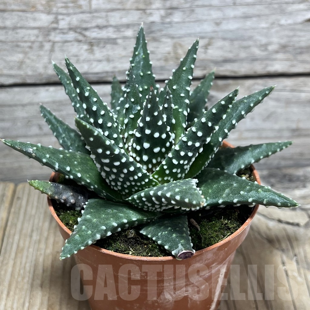 SHPR23974 Haworthia margaritifera