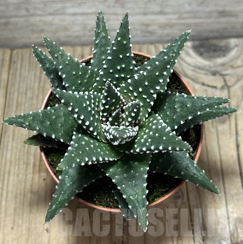 SHPR23974 Haworthia margaritifera - Image 2