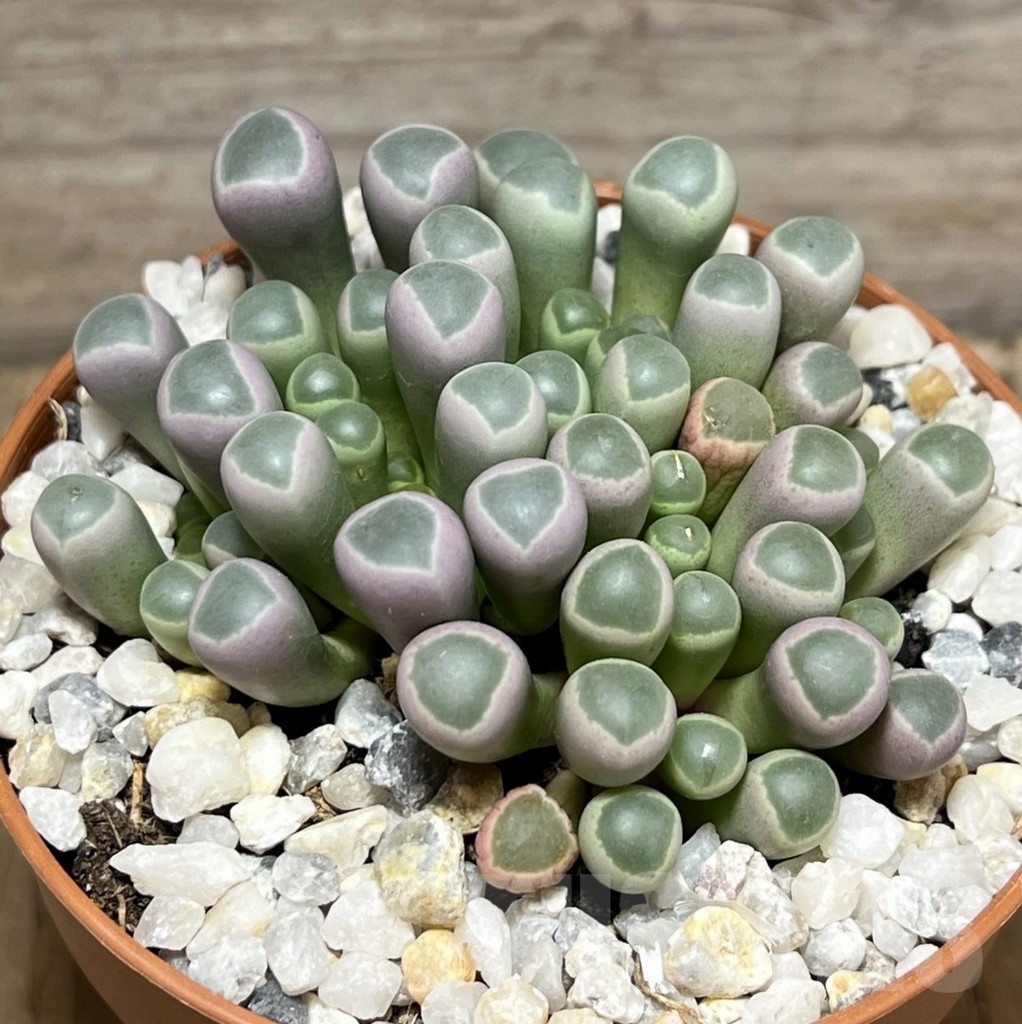 SHPR23975 Fenestraria rhopalophylla