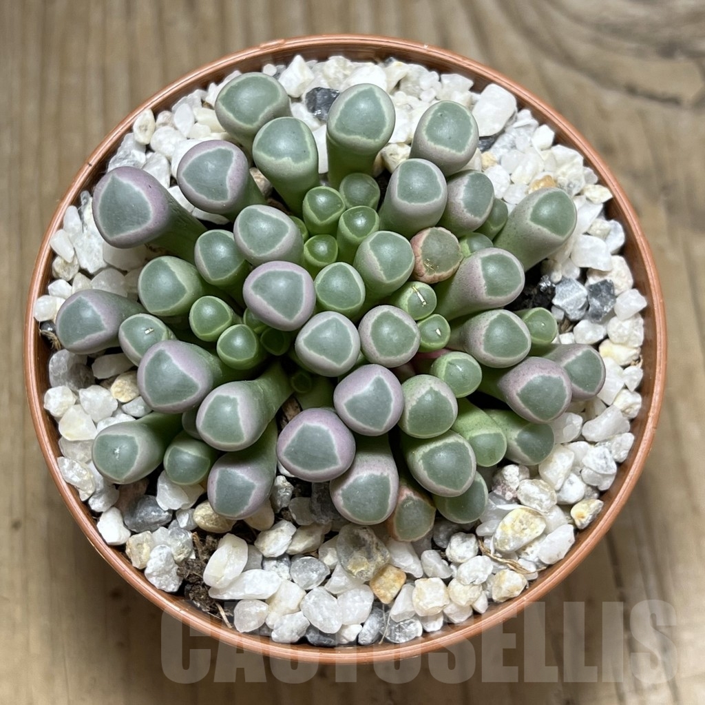 SHPR23975 Fenestraria rhopalophylla - Obrázek 2