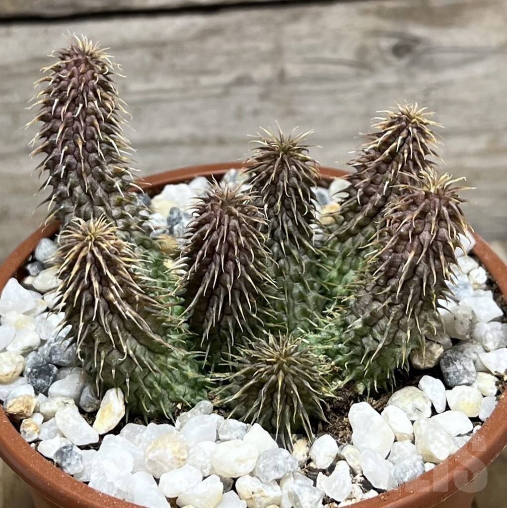 SHPR23981 Huernia pillansii