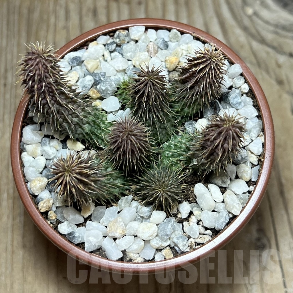 SHPR23981 Huernia pillansii - Image 2