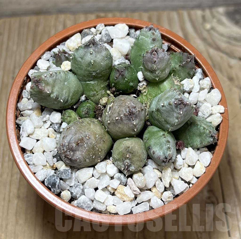 SL23982 Huernia piersii - immagine 2