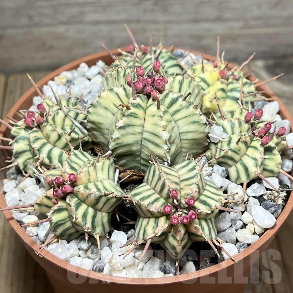 SHPR23983 Euphorbia meloformis f. variegata