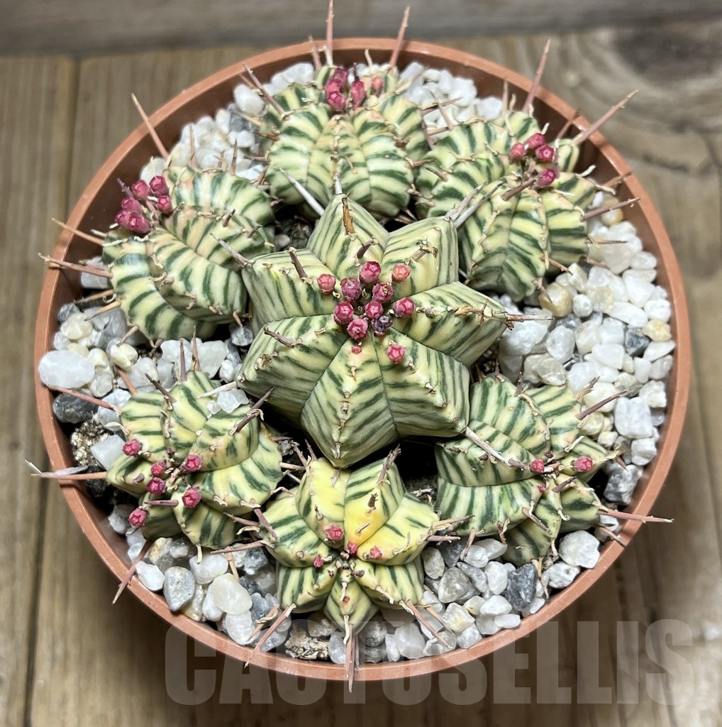 SHPR23983 Euphorbia meloformis f. variegata - Image 2