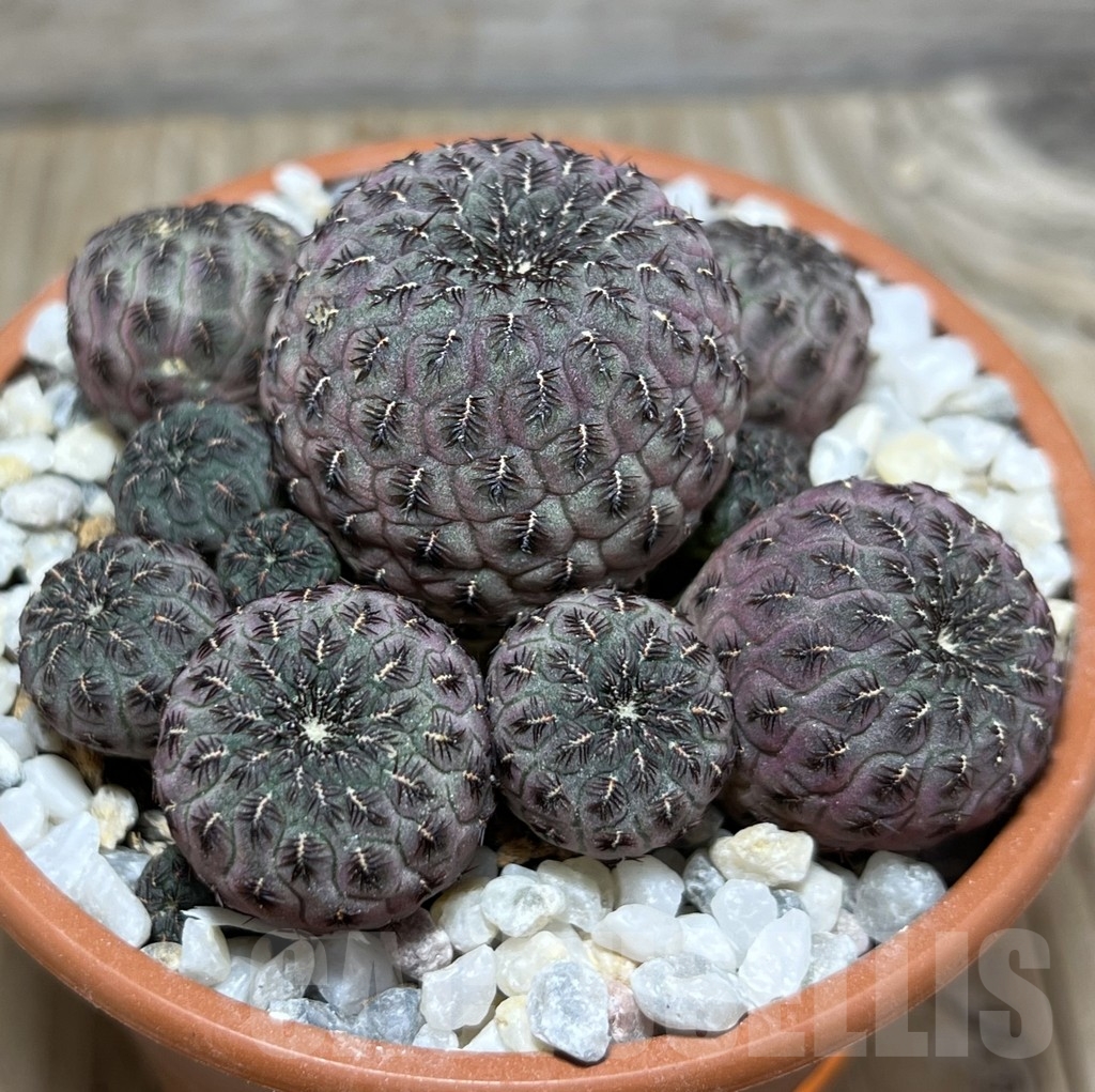 SHPR23984 Sulcorebutia rauschii