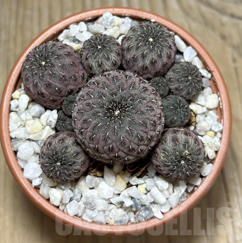 SHPR23984 Sulcorebutia rauschii - Image 2