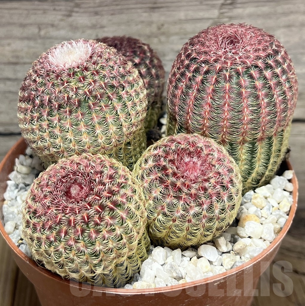 SHPR23985 Echinocereus rigidissimus v. rubispinus