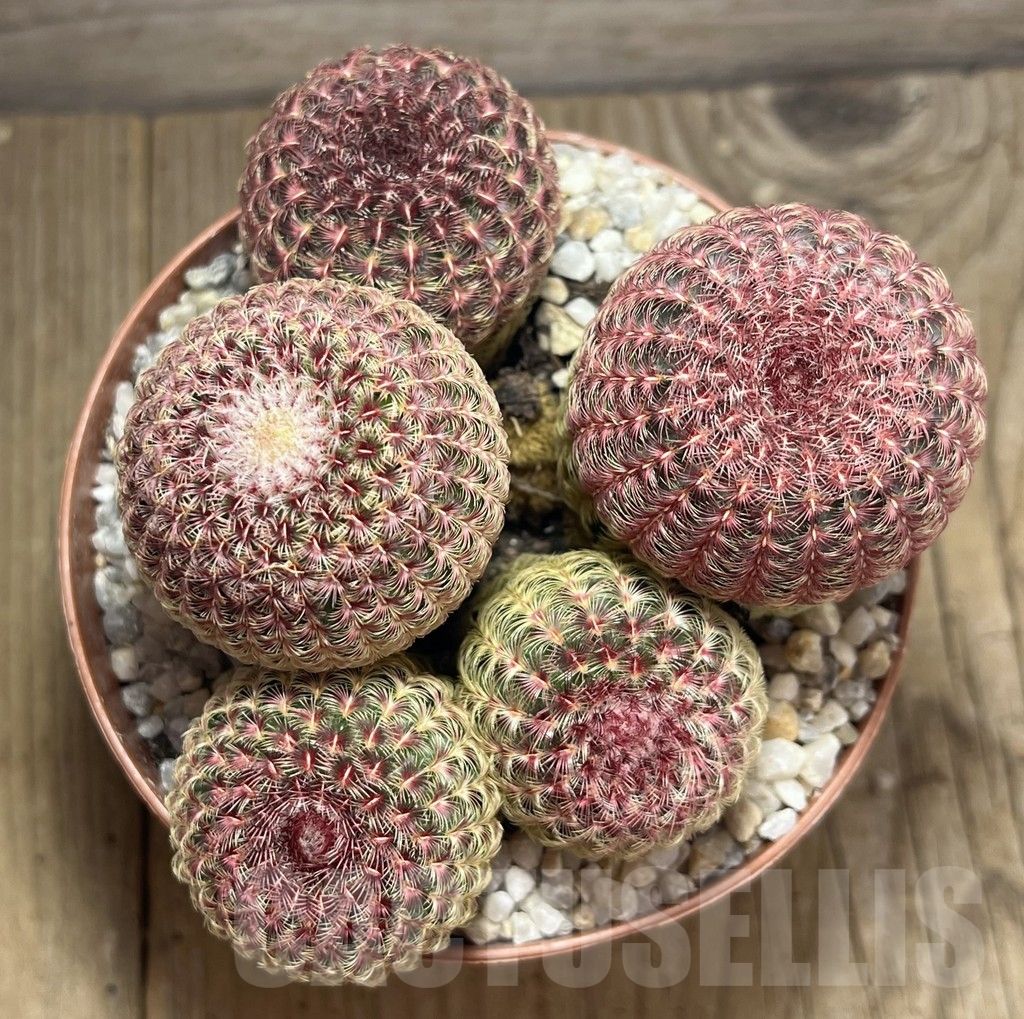 SHPR23985 Echinocereus rigidissimus v. rubispinus - Image 2