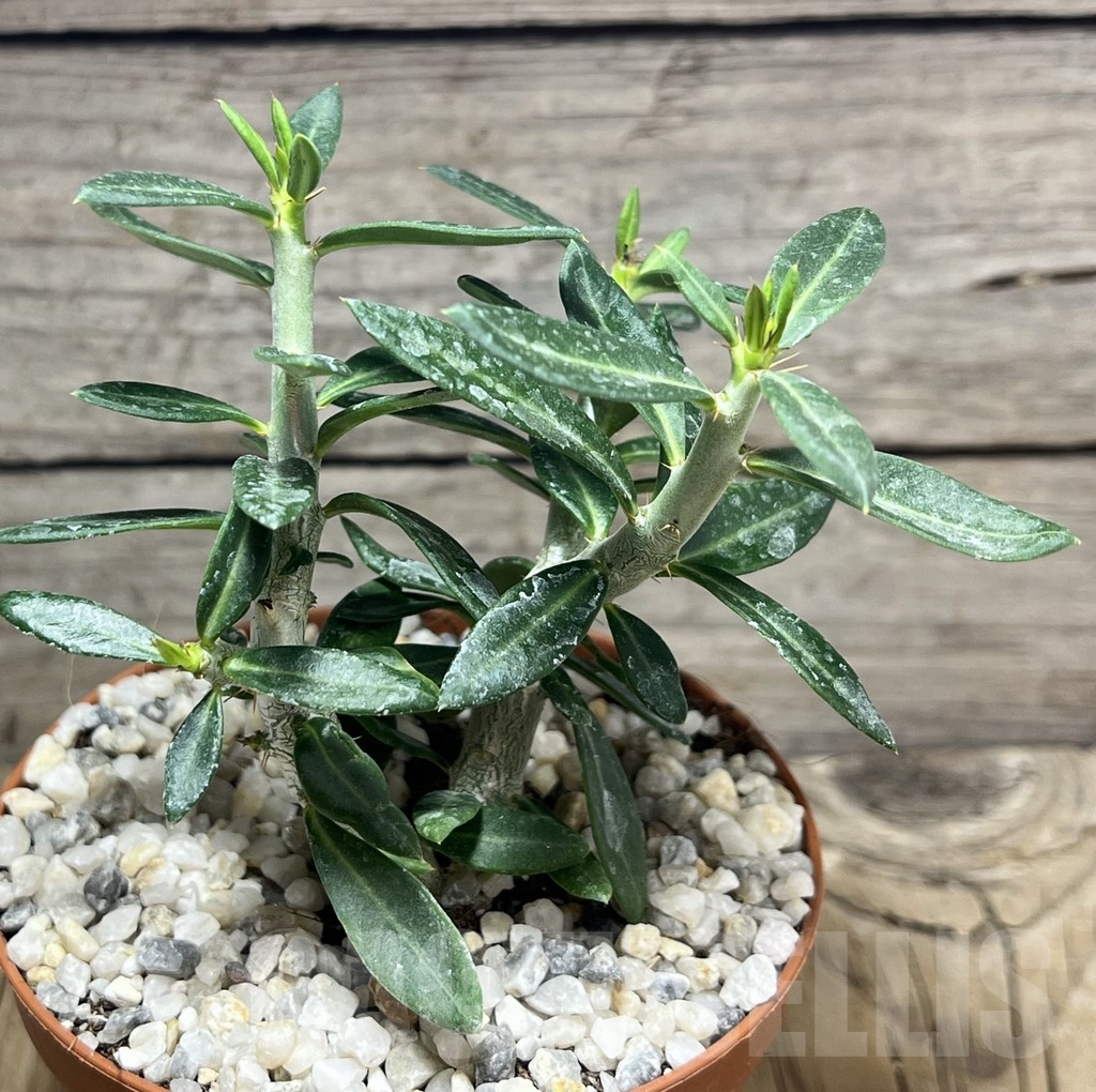 SHPR23986 Pachypodium bispinosum