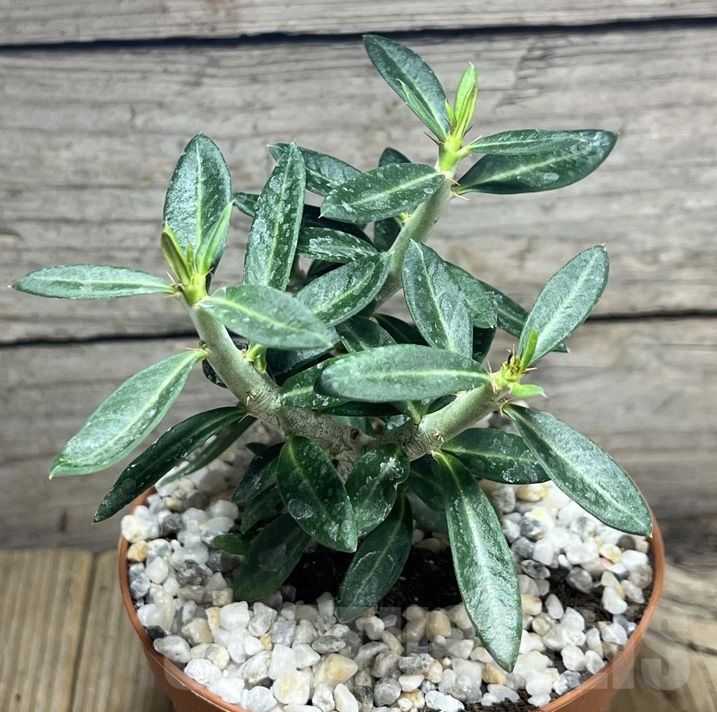 SHPR23986 Pachypodium bispinosum - immagine 2