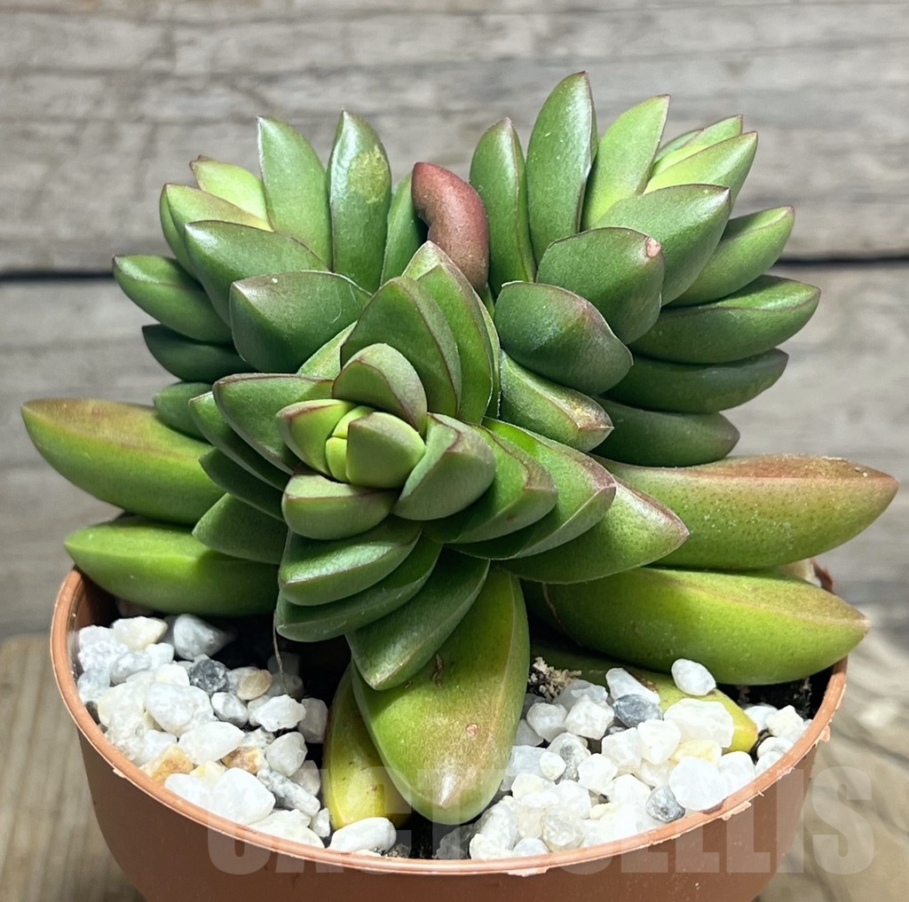 SHPR23987 Crassula 'Ben'