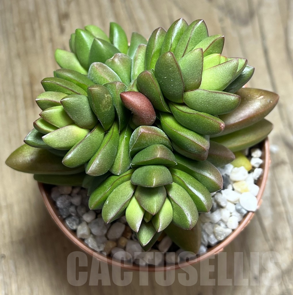SHPR23987 Crassula 'Ben' - Image 2