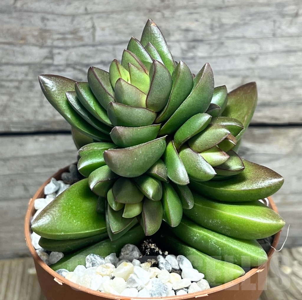 SHPR23988 Crassula 'Ben' - Image 2