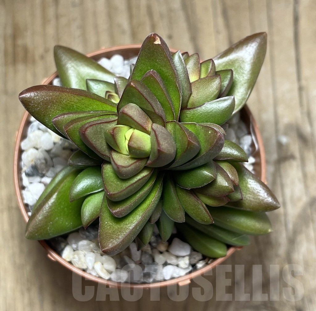SHPR23988 Crassula 'Ben' - Image 3