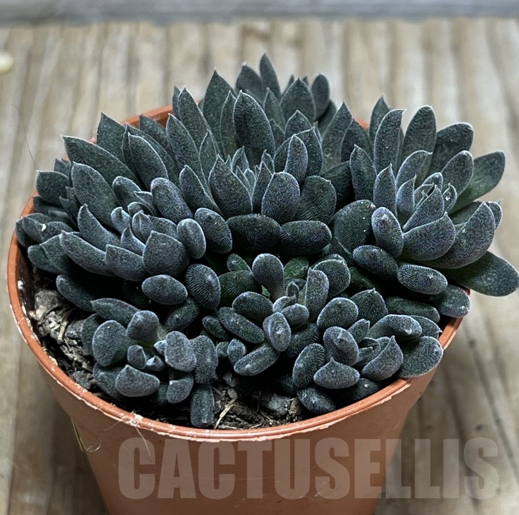 SHPR23990 Sinocrassula yunnanensis