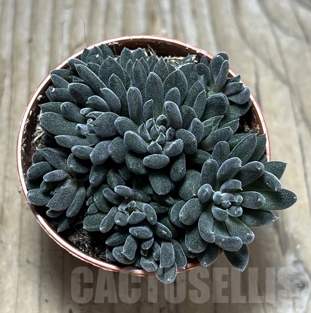 SHPR23990 Sinocrassula yunnanensis - Image 2