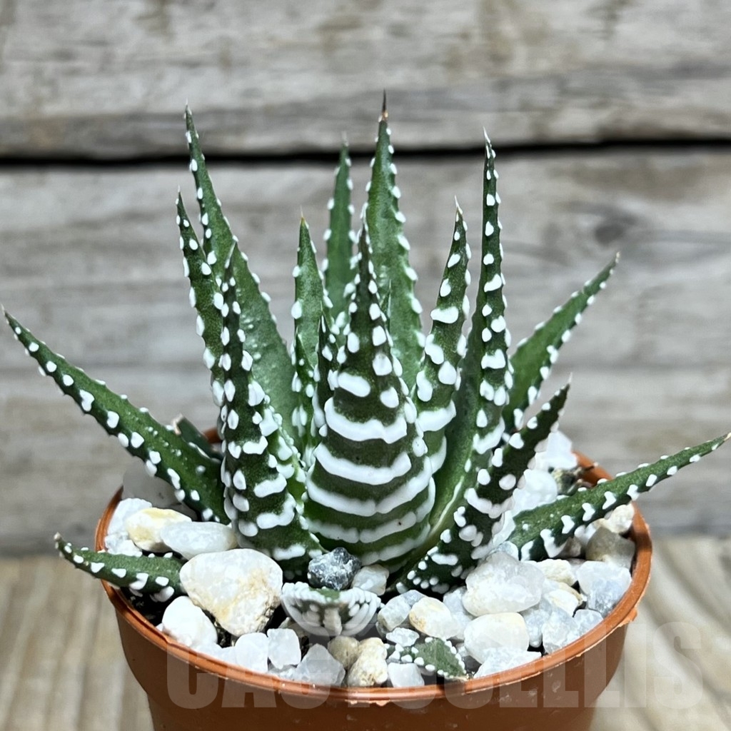 SHPR23991 Haworthia fasciata 'Big Band'