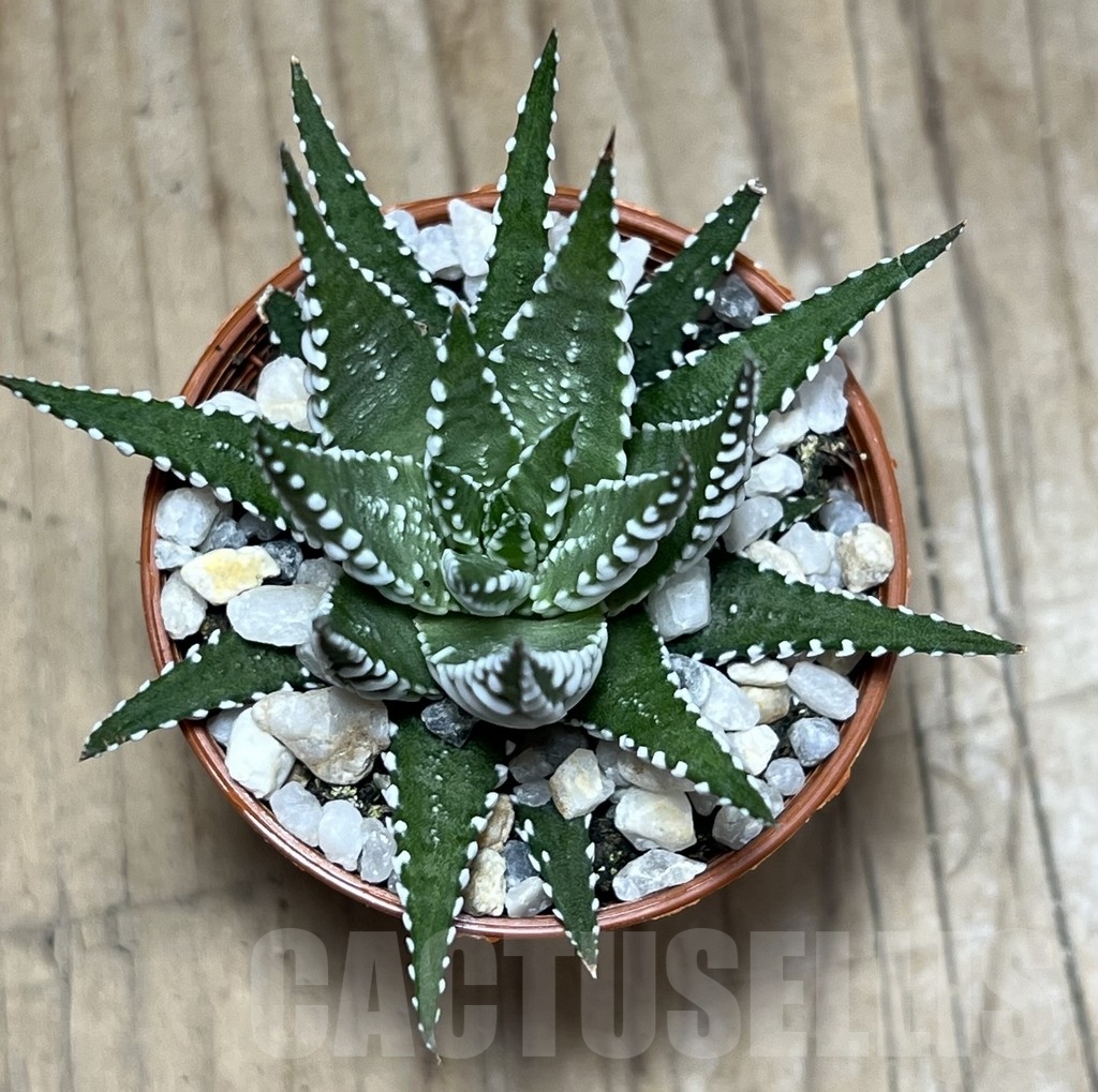 SHPR23991 Haworthia fasciata 'Big Band' - Image 2