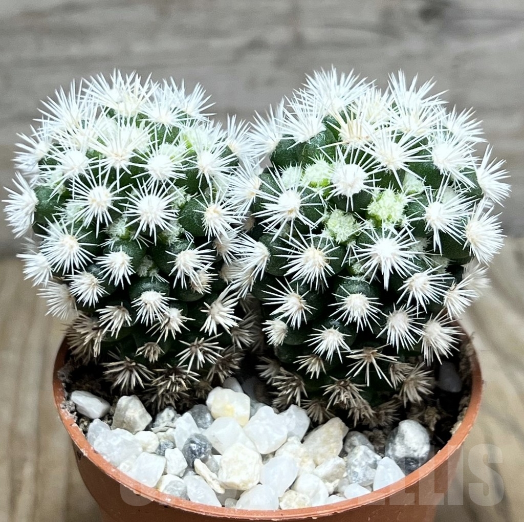 SL23992 Mammillaria gracilis 'Snow Cap'
