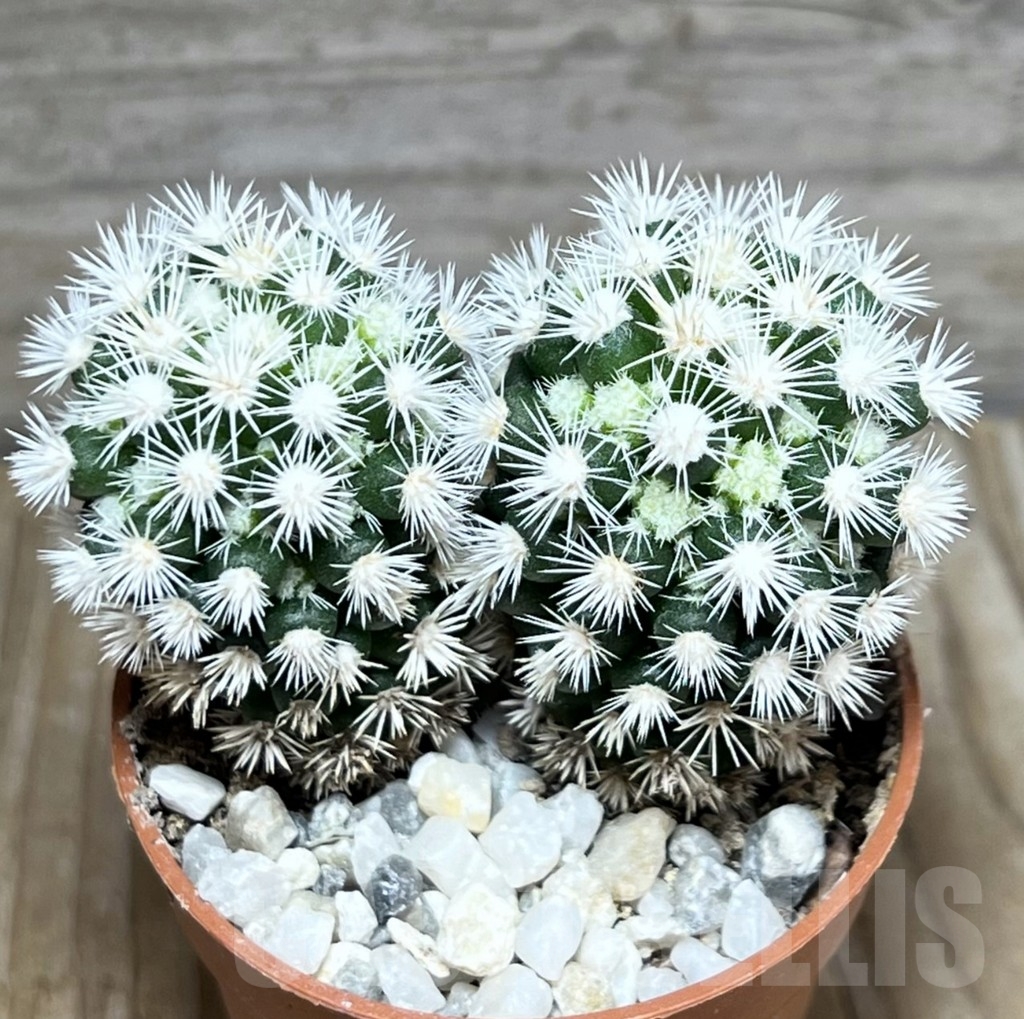 SL23992 Mammillaria gracilis 'Snow Cap' - Image 2