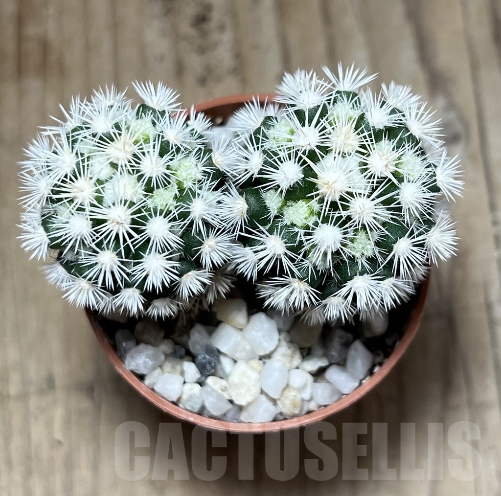 SL23992 Mammillaria gracilis 'Snow Cap' - Image 3