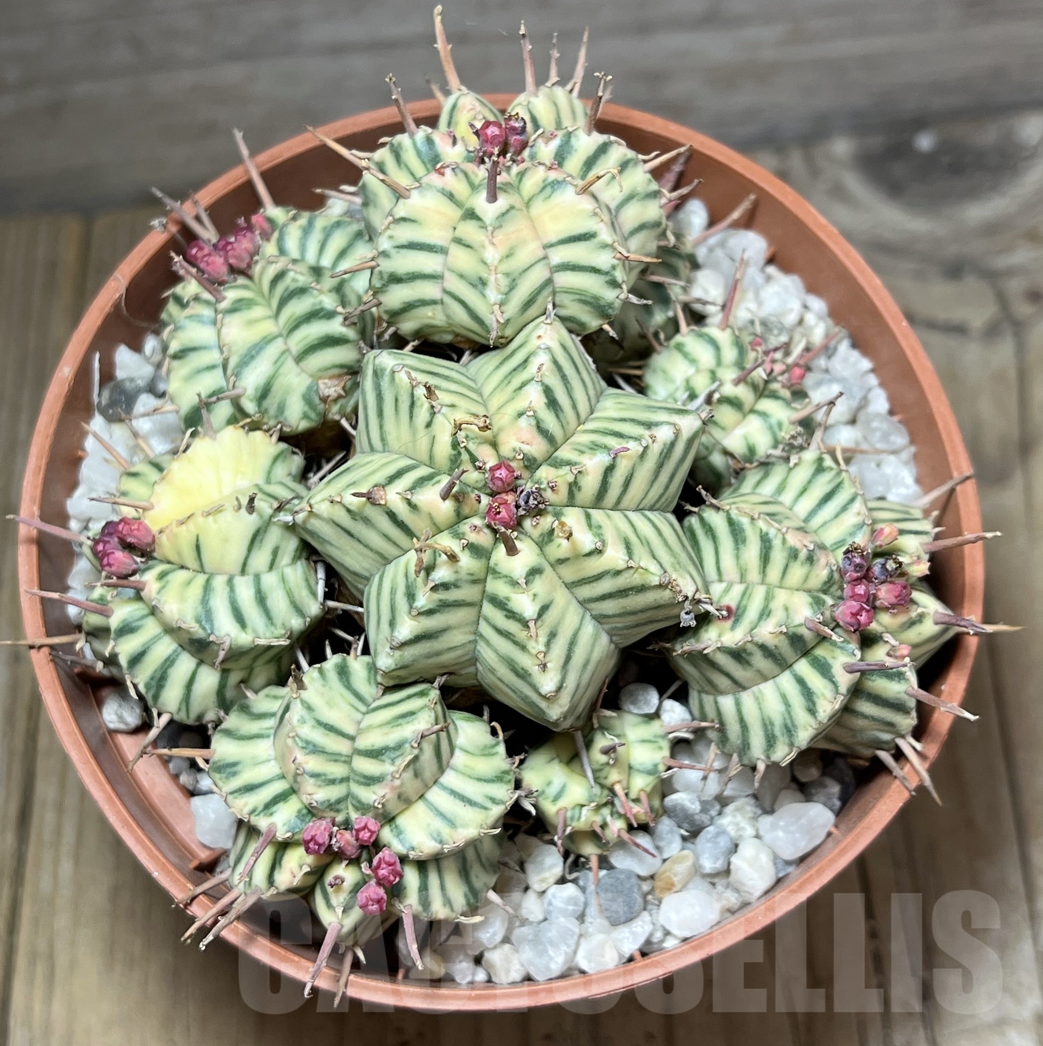 SHPR23994 Euphorbia meloformis f. variegata - 画像 (2)