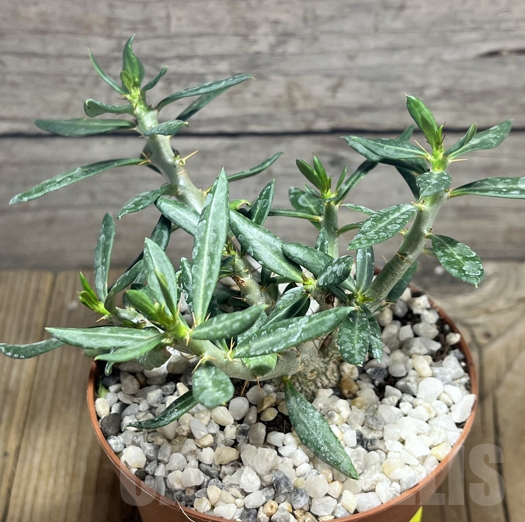 SHPR23996 Pachypodium bispinosum - 画像 (2)