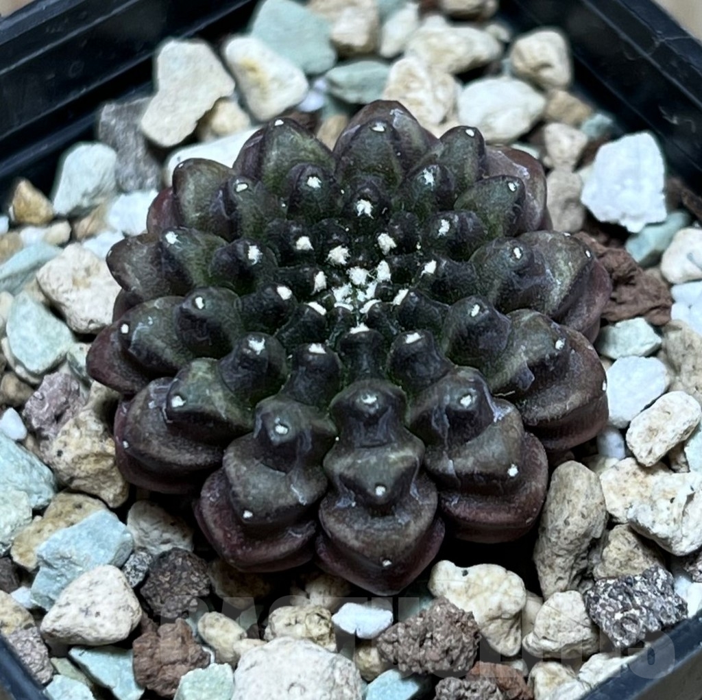 SHPR23997 Gymnocalycium mihanovichii ‘inermis’