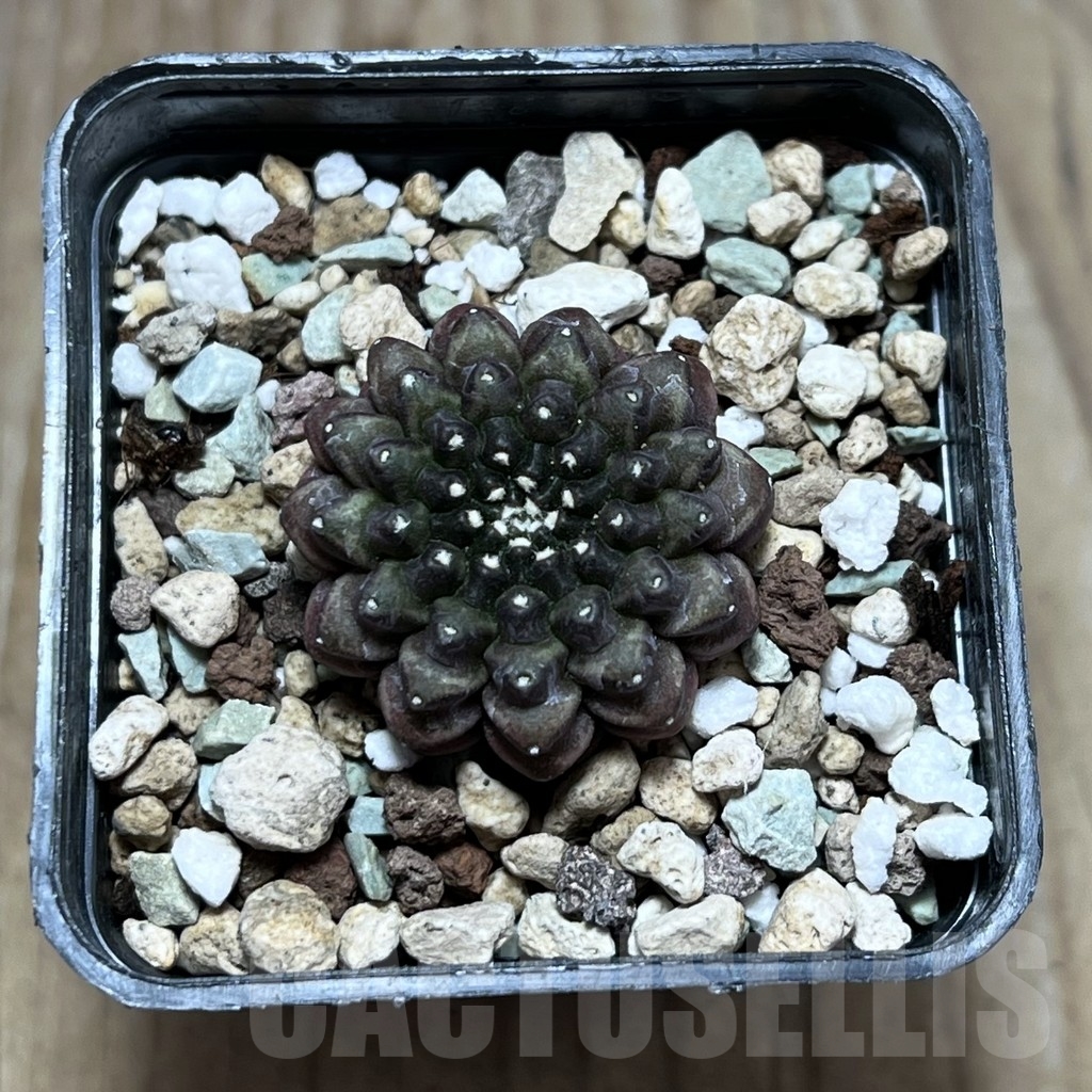 SHPR23997 Gymnocalycium mihanovichii ‘inermis’ - 画像 (2)