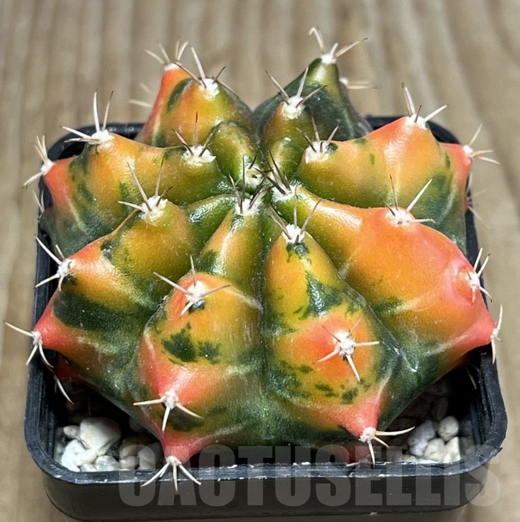 SHPR23998 Gymnocalycium mihanovichii f. variegat