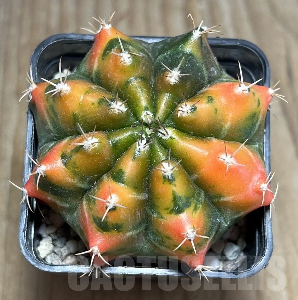 SHPR23998 Gymnocalycium mihanovichii f. variegat - 画像 (2)