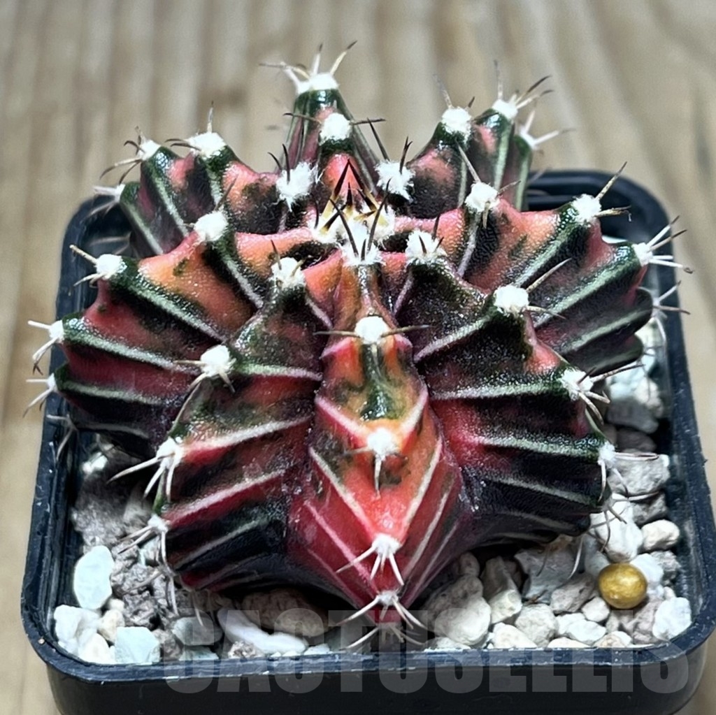 SHPR23999 Gymnocalycium friedrichii f. variegata